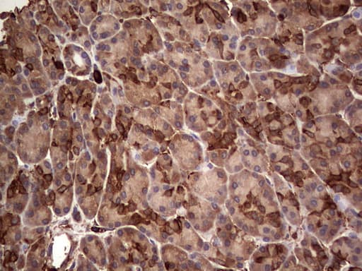 PKM2 Antibody (clone OTI12D5, Carrier-free)
