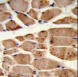Polyclonal Rabbit anti-Human RANBPM Antibody (aa339-367, IHC, WB)