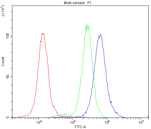 BCL2L1 / BCL-XL Antibody