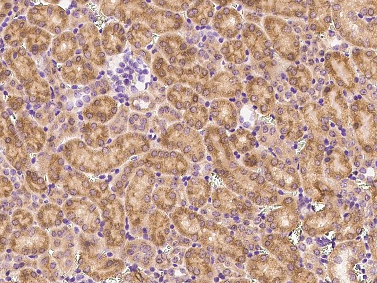 EPHB4 / EPH Receptor B4 Antibody (Preservative Free)