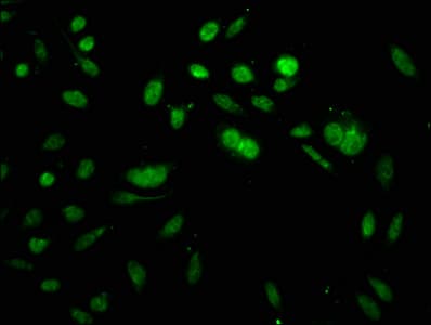 HIST1H3A Antibody