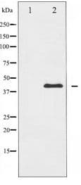 IKBKG / NEMO / IKK Gamma Antibody
