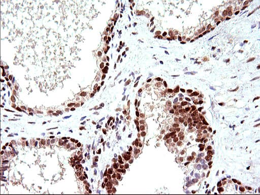 POLR3GL Antibody (clone OTI5E8, Carrier-free)