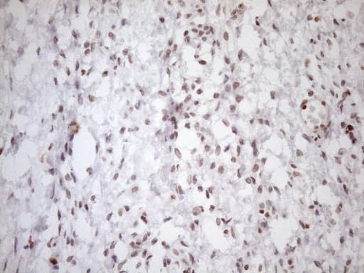 UTP11L Antibody (clone OTI5F3, Carrier-free)