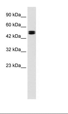 CLCN6 Antibody (aa215-264)