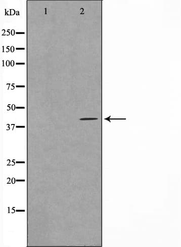 Polyclonal Rabbit anti-Human GPR68 / OGR1 Antibody (IF, WB)