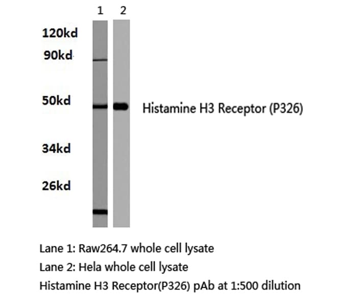 HRH3 / Histamine 3 Receptor Antibody (Pro326)