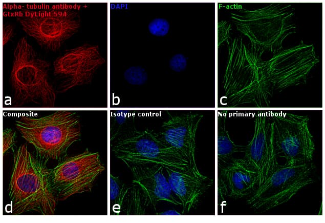 Polyclonal Goat Anti-Rabbit IgG Secondary Antibody (DY594, IHC, IF, WB)