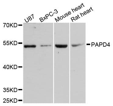 PAPD4 Antibody