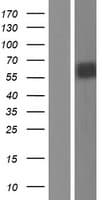 NTRK2 / TRKB Protein (Over-Expression Lysate Myc-DDK (Flag))