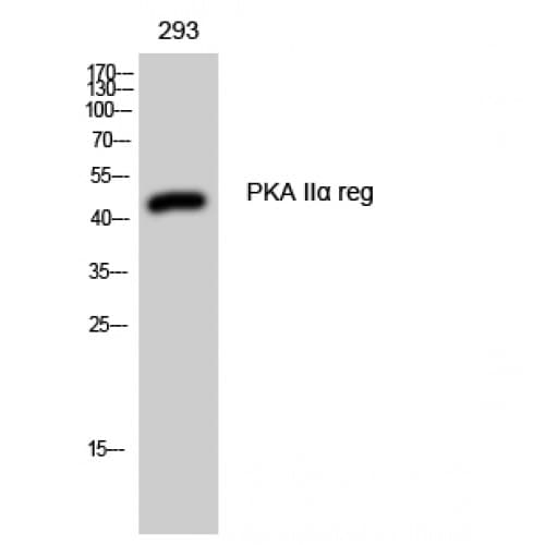 PRKAR2A Antibody (10-90 aa, Internal)