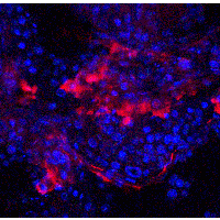IQCF2 Antibody