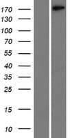 LAMC1 / Laminin Gamma 1 Protein (Over-Expression Lysate Myc-DDK (Flag))