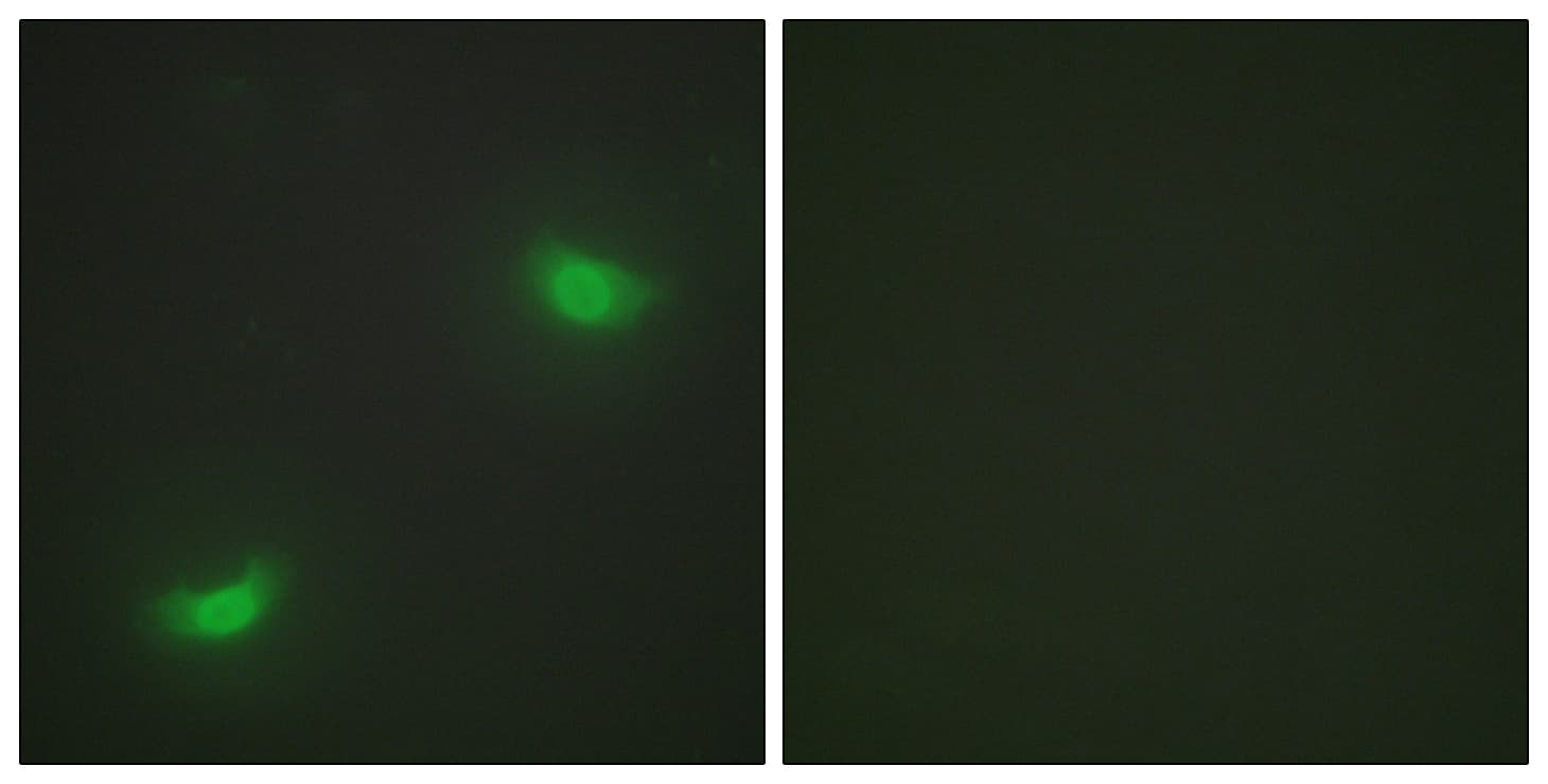 DUSP16 / MKP7 Antibody (aa571-620)