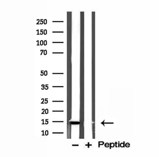 ISCU Antibody