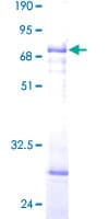 Human SLC25A11 Protein (Recombinant GST)