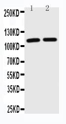 TICAM1 / TRIF Antibody (aa692-712)