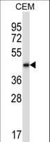 Polyclonal Rabbit anti-Human BMP2 Antibody (aa260-289, WB)