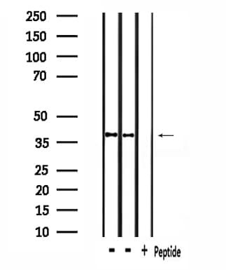 RNF130 Antibody