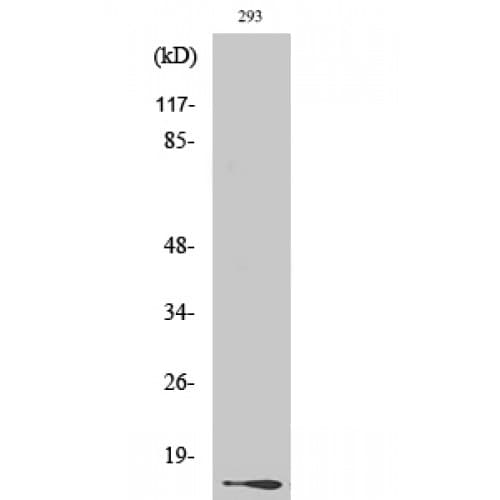 Polyclonal Rabbit anti-Human H2AFX / H2AX Antibody (80-160 aa, IHC, WB)