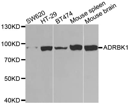 ADRBK1 / GRK2 Antibody