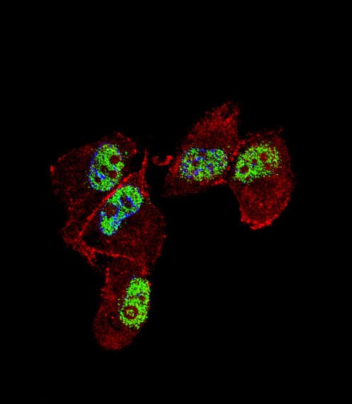 ZNF202 Antibody (aa342-370)