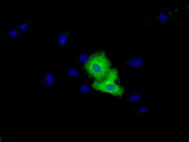 Monoclonal Mouse anti-Human VWA5A Antibody (clone OTI3E3, IF, WB)
