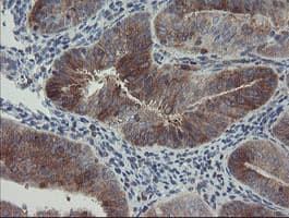 CLEC4E / MINCLE Antibody (clone OTI2A8, Carrier-free)