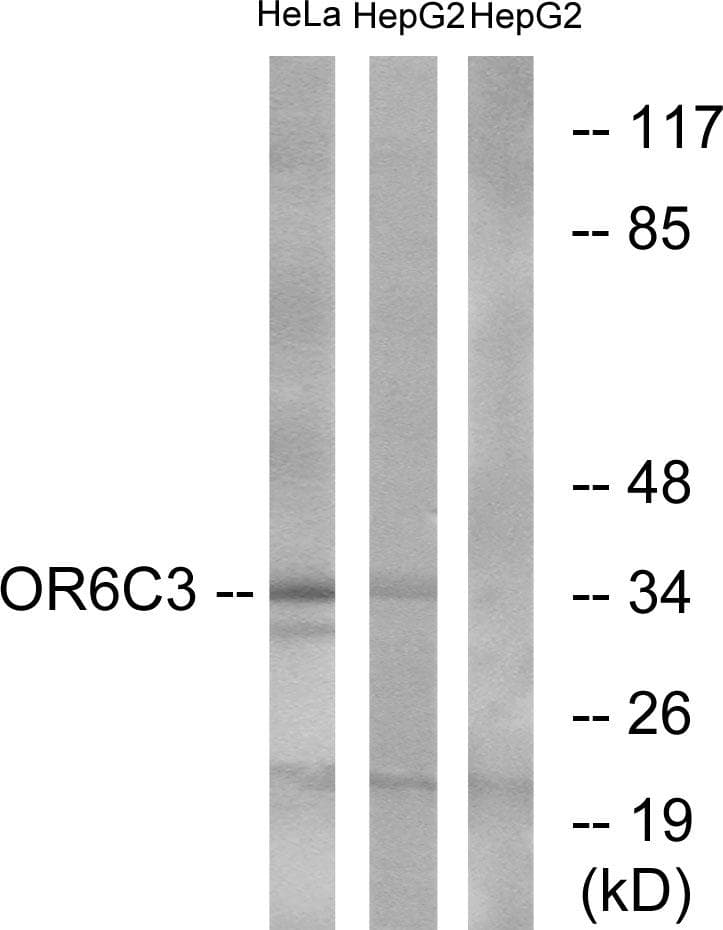 OR6C3 Antibody