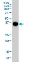IHC-plus™ MAPK13 / p38delta Antibody (clone 1E11)