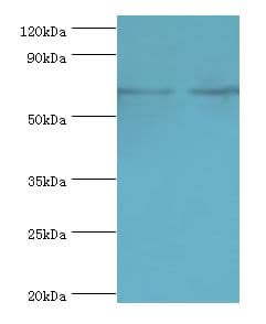 IL27RA Antibody (aa33-283)