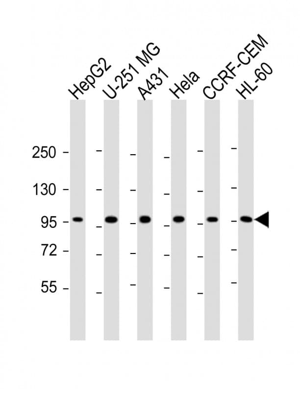 TAF4 Antibody (C-Terminus)