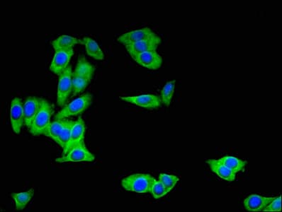 BBOX1 / BBOX Antibody