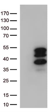 VGLL3 Antibody (clone OTI4E6)
