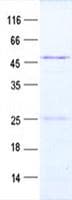 Human TRIM61 Protein (Recombinant GST, N-terminus + His, C-terminus)