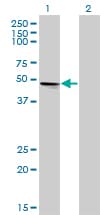 VRK1 Antibody (clone 4F9)