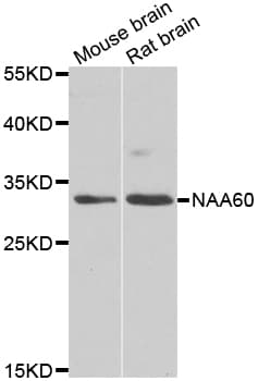 NAT15 Antibody