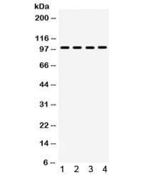 MAPK6 / ERK3 Antibody