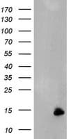 XTP4 / C17orf37 Antibody (clone OTI1A3)
