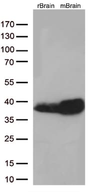Monoclonal Mouse anti-Human STX1A / Syntaxin 1A Antibody (clone OTI1D8, WB)
