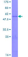 Human KLK14 / Kallikrein 14 Protein (Recombinant GST)