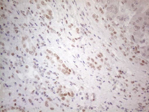 HDAC2 Antibody (aa415-488, clone OTI7E10)