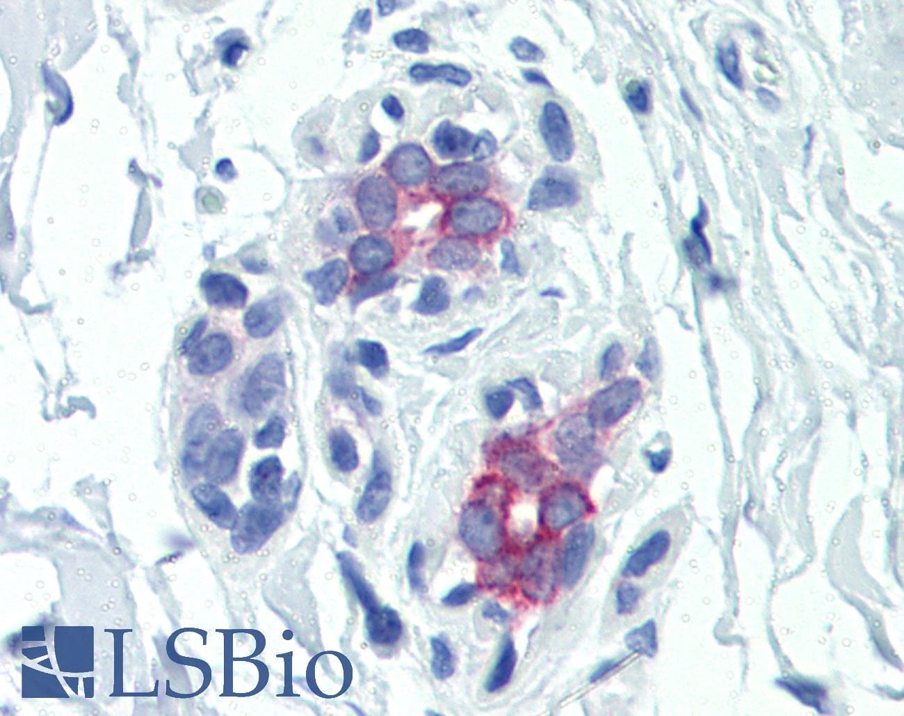 IHC-plus™ PRLR / Prolactin Receptor Antibody