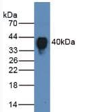 CLU / Clusterin Antibody (aa228-449)