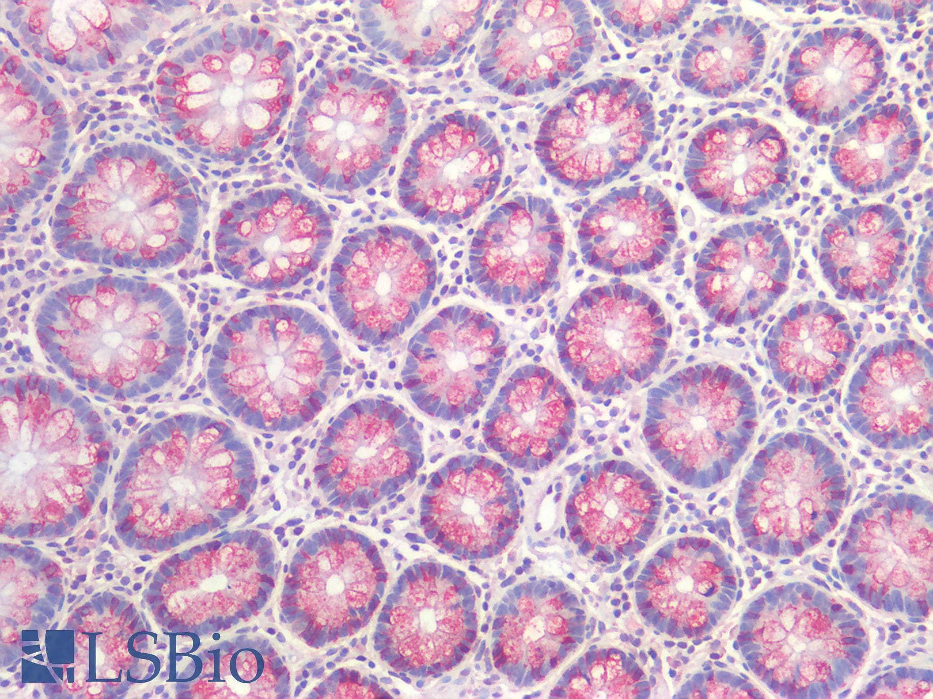 IHC-plus™ Mucin 2 / MUC2 Antibody