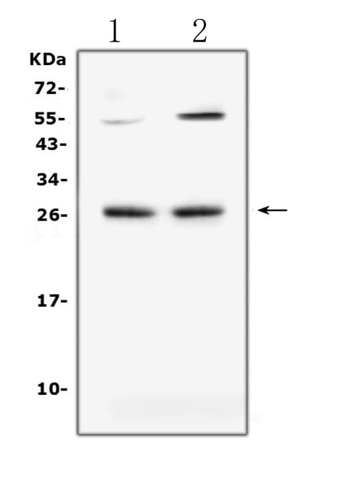 TNFSF14 / LIGHT Antibody