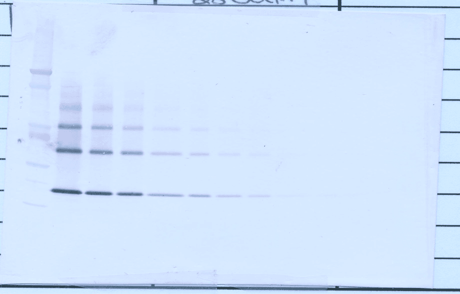 OPG / Osteoprotegerin Antibody