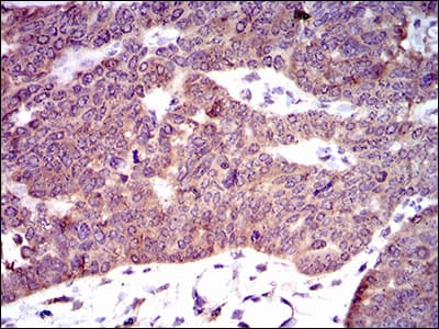 Monoclonal Mouse anti-Human PDE1B Antibody (clone 5C4A3, aa370-536, IHC, WB)