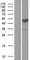 Human PROZ / Protein Z (Over-Expression Lysate Myc-DDK (Flag))