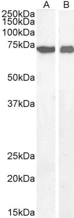 IHC-plus™ AIFM1 / AIF / PDCD8 Antibody